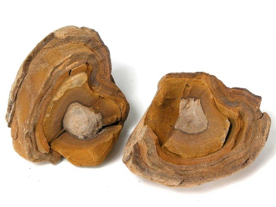 石黄心的原矿本尊