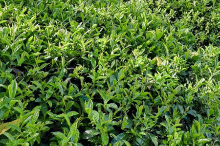 【2025冬季高峰岩茶401】B方案四兩(非預購會員請勿下單)